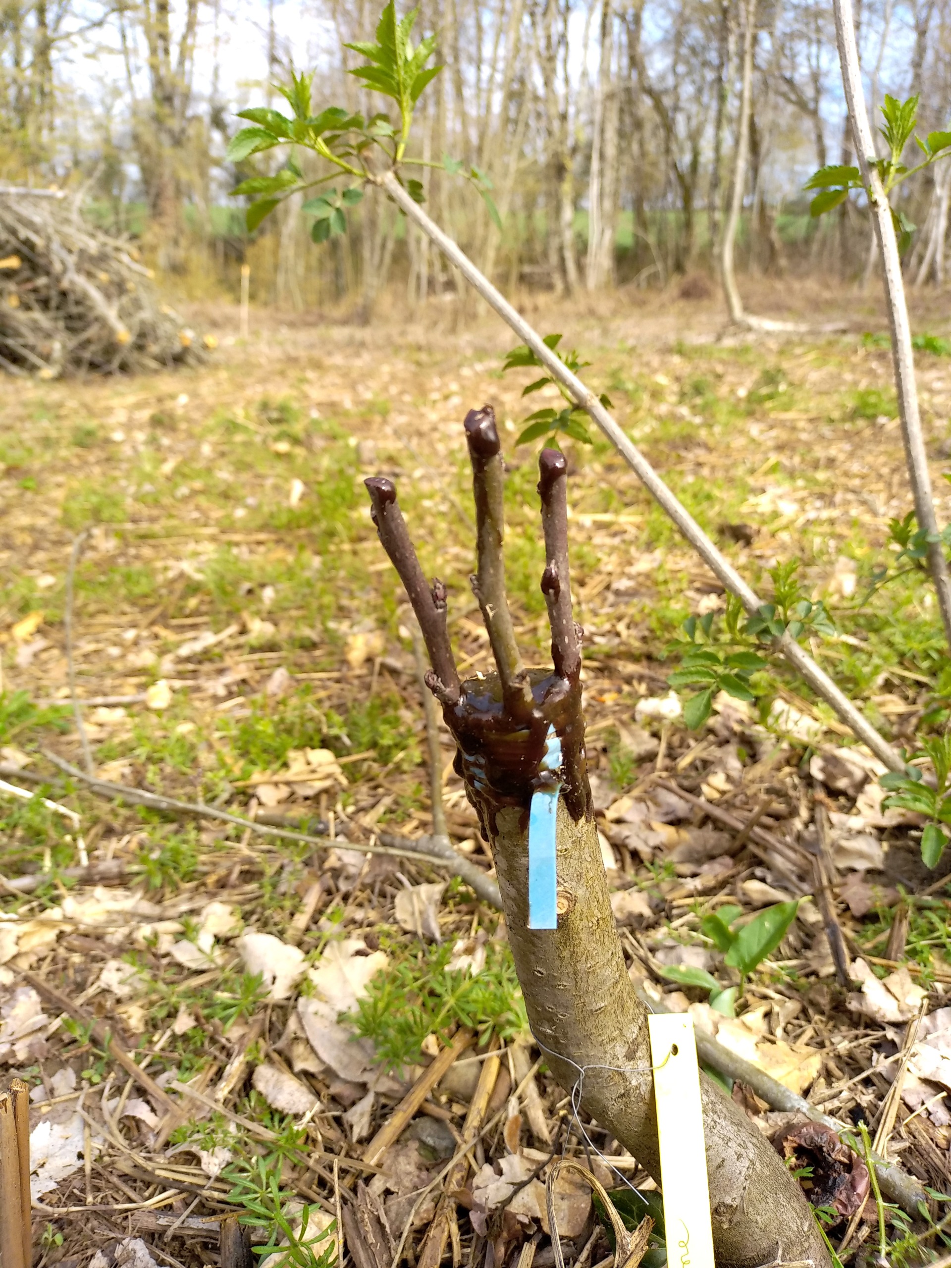 Initiation à la greffe