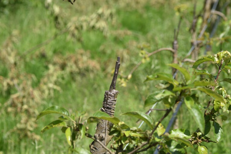 Initiation à la greffe