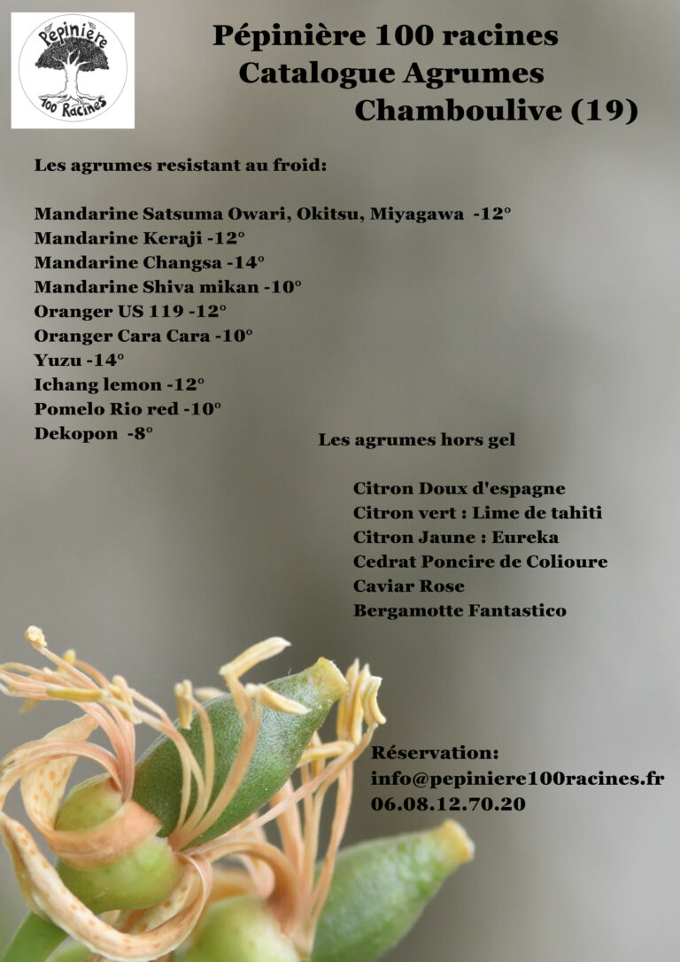 catalogue agrumes 2025 pépinière 10racines