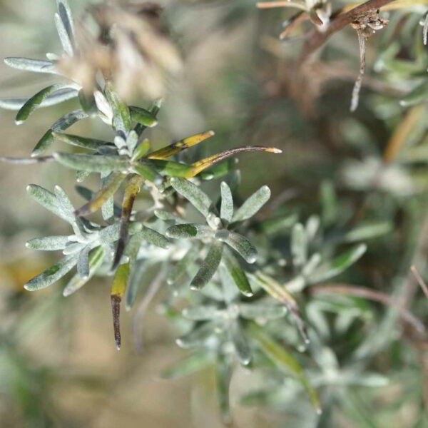 Helichryse - Immortelle d'Italie