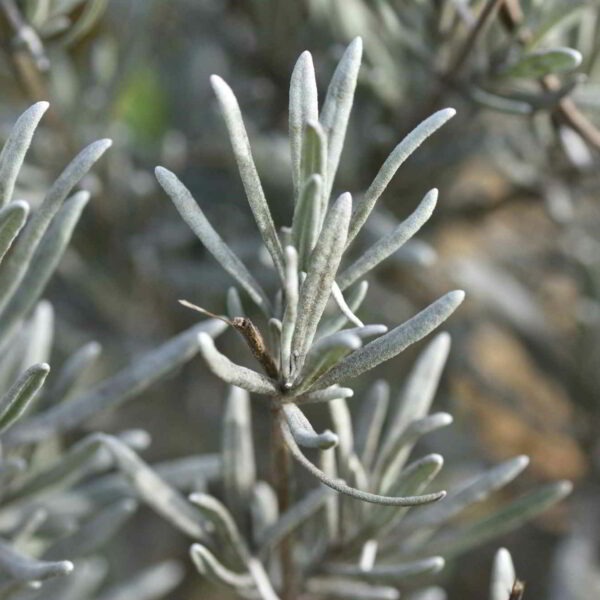 Lavande officinale