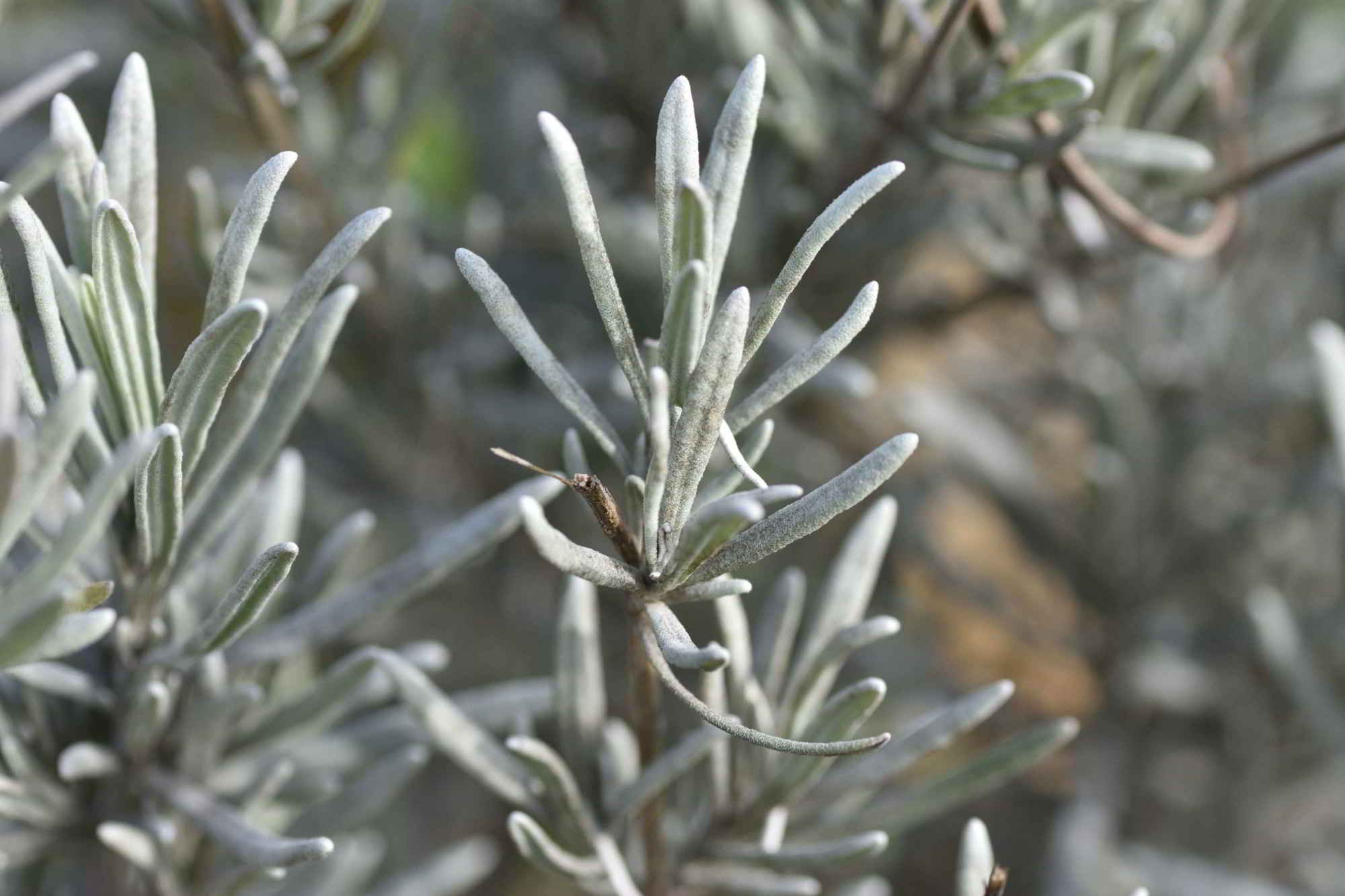 Lavande officinale