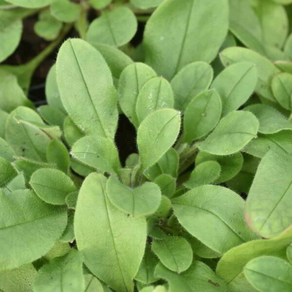 Myosotis