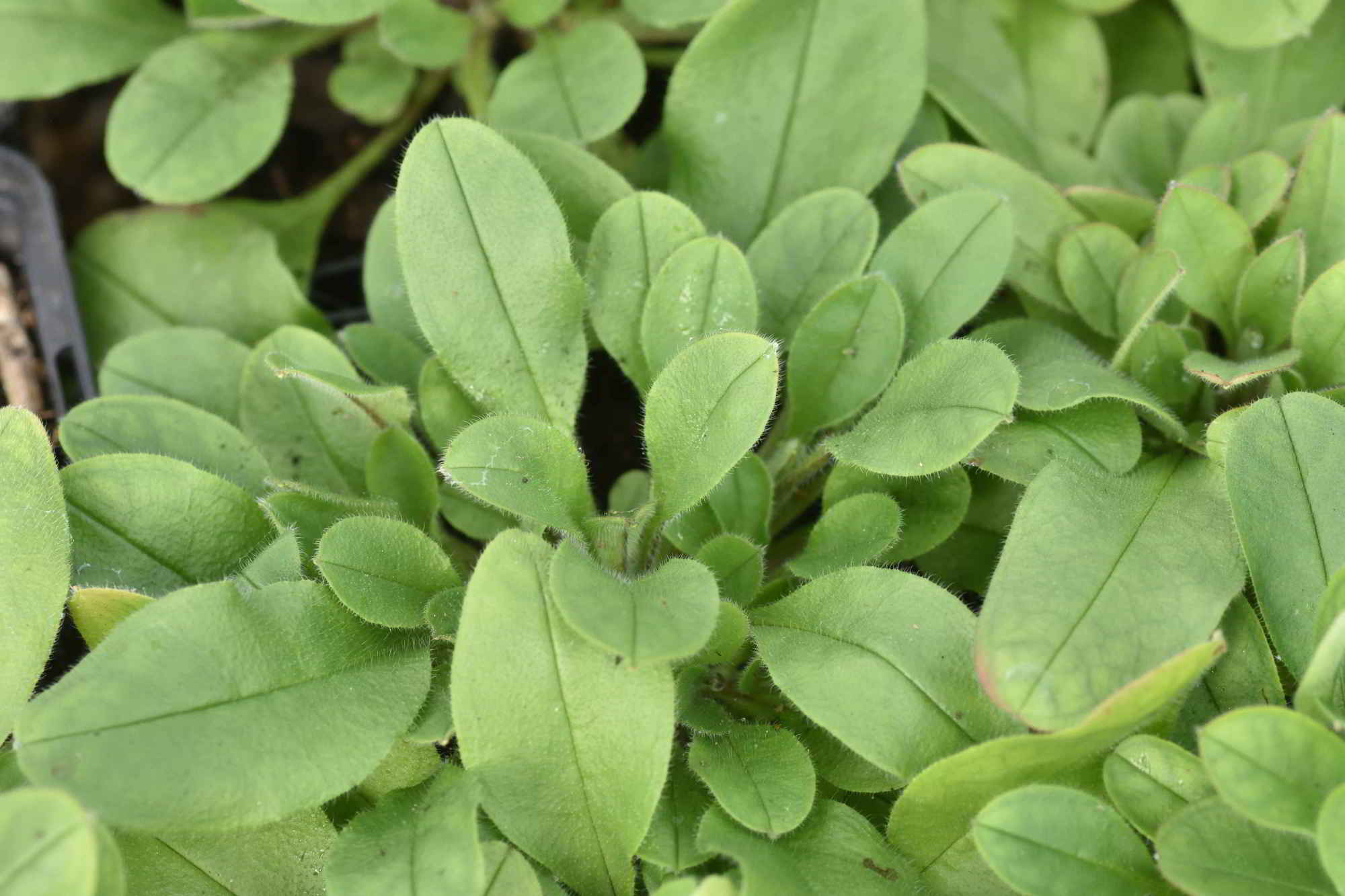 Myosotis