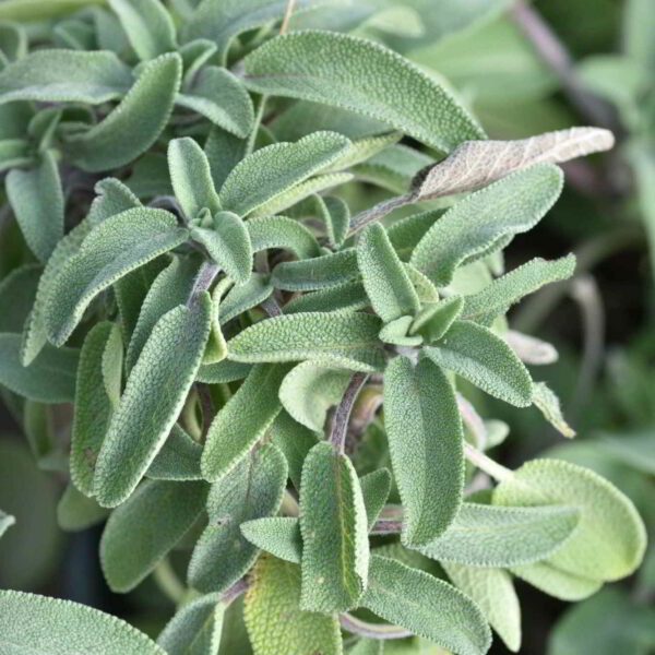 Sauge officinale