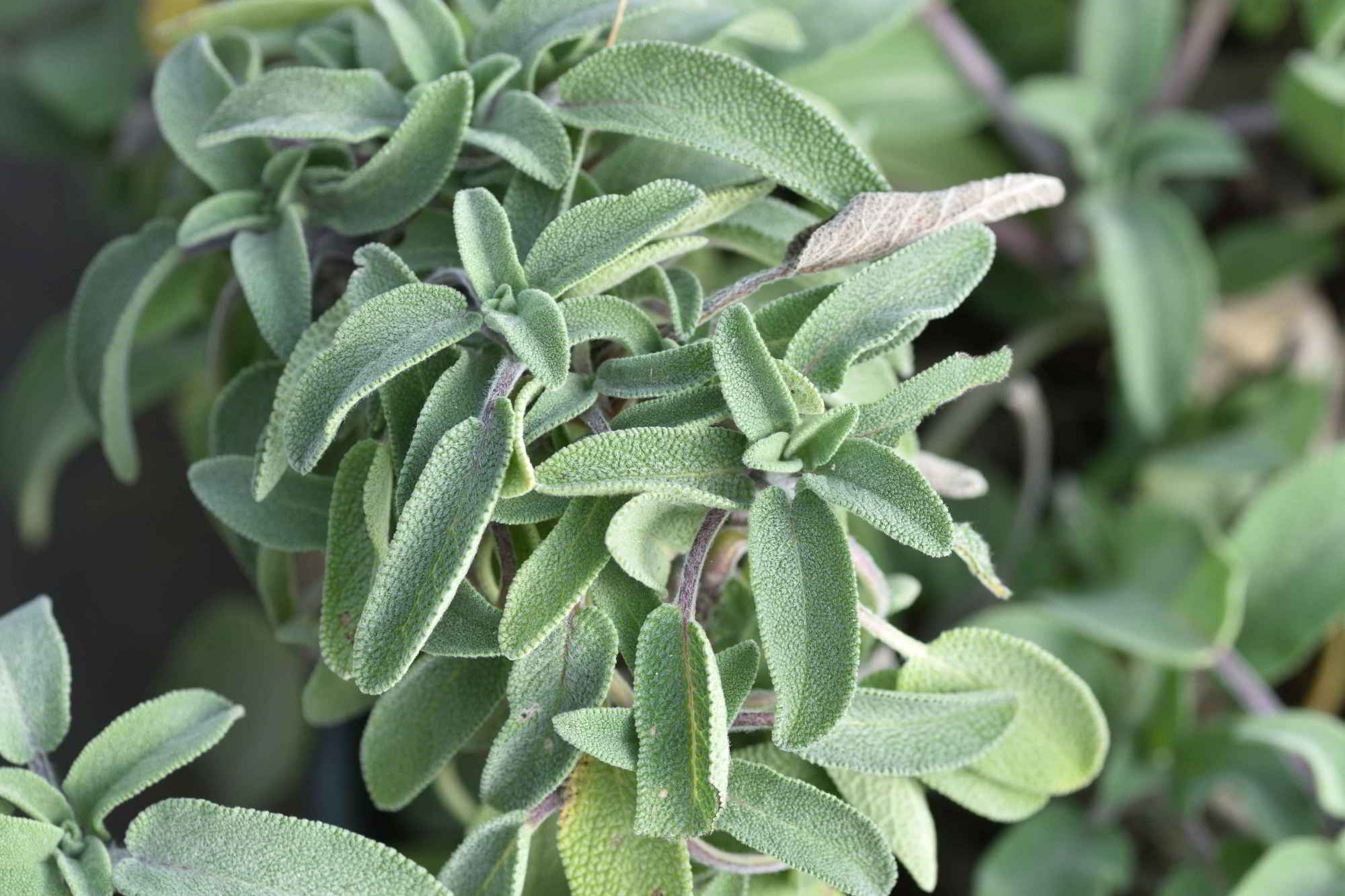 Sauge officinale