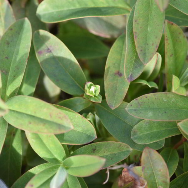 Millepertuis