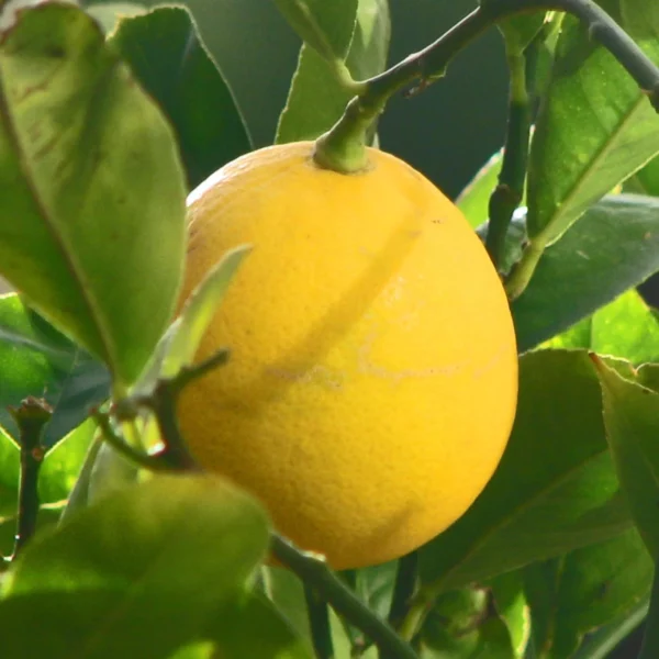 Citron Meyer