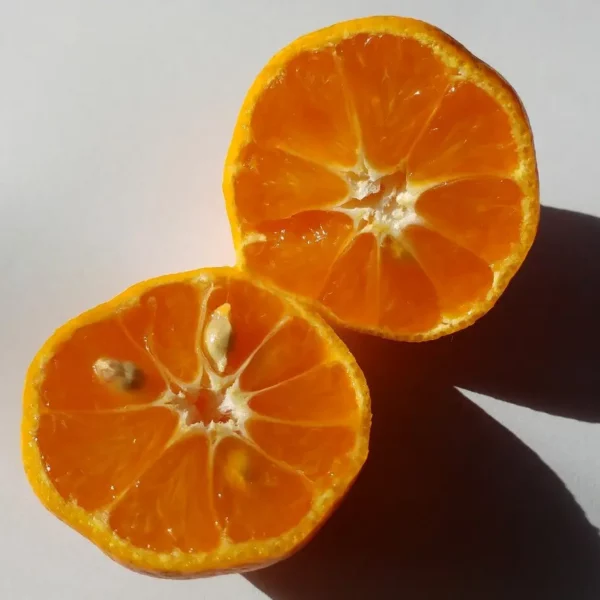 Citsuma de Prague