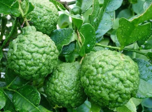 Combava