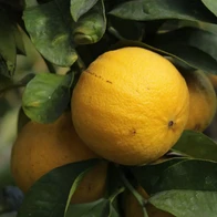 Bergamote Fantastico