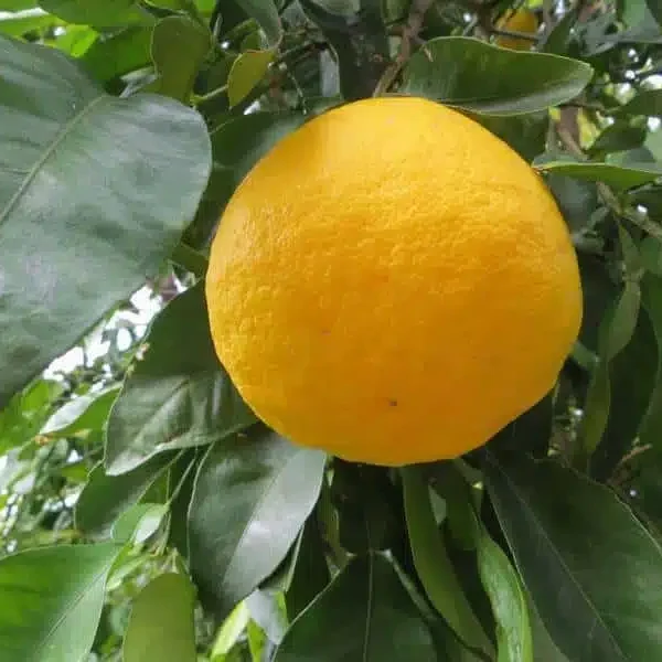 Ichanglemon