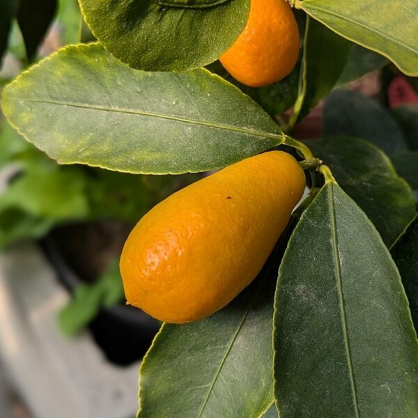 Kumquat big