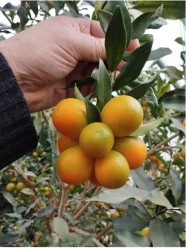 Kumquat Meiwa