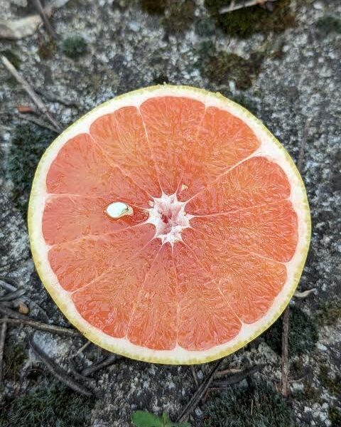 Pomelo "Rio red"