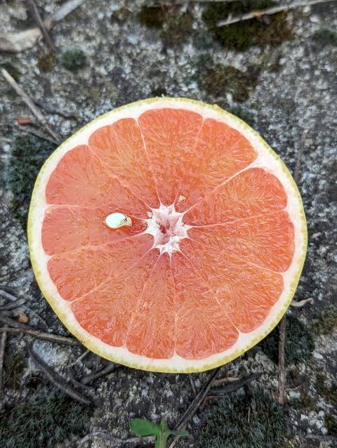 Pomelo "Rio red"