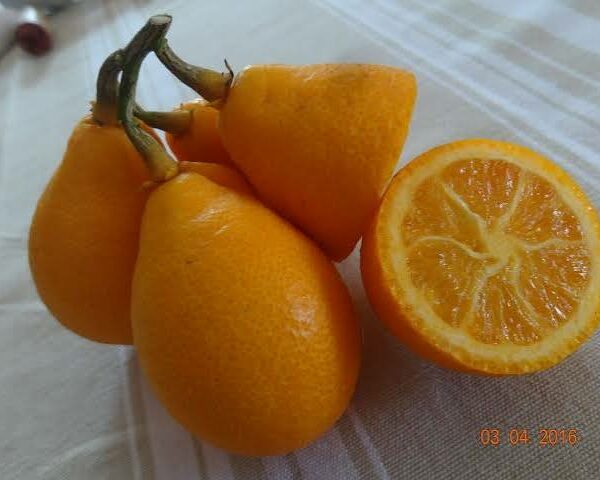 Citrangequat Thomasville