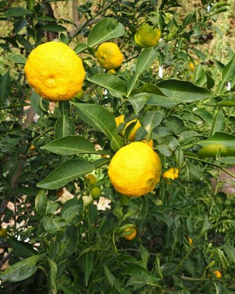 Yuzu n°3