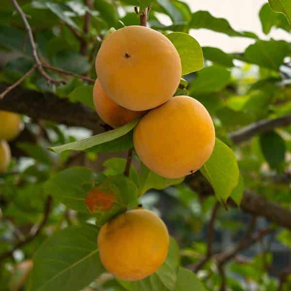 Abricot "Hongaarse"