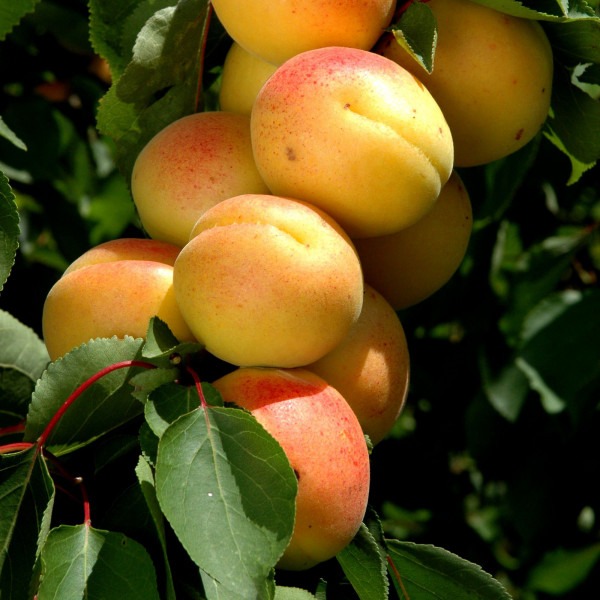 Pluot "Cot'N Candy"