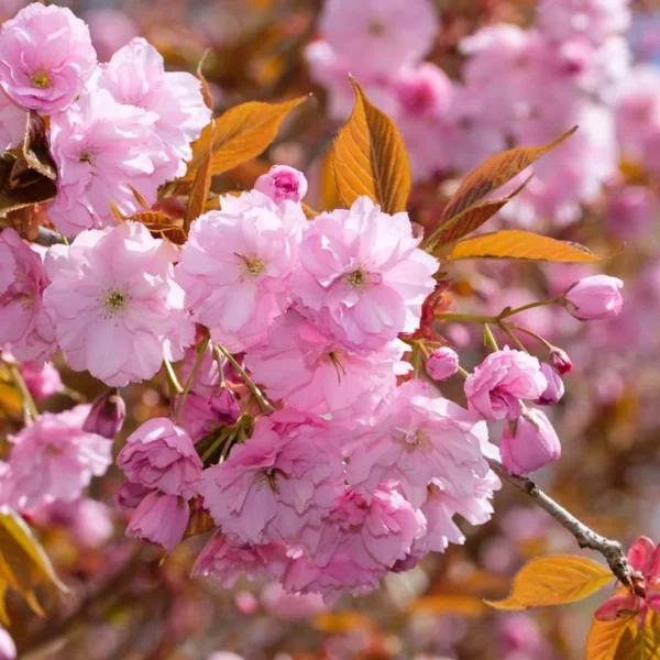 Cerisier "Fleur du japon"