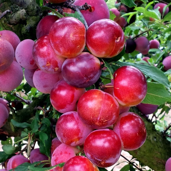 Pluot "Pink Candy"