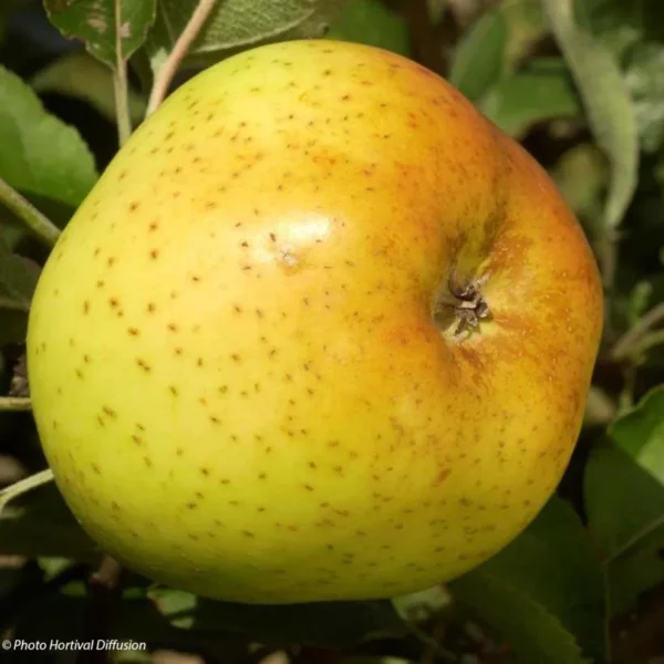 Pommier "Reinette Clocharde"