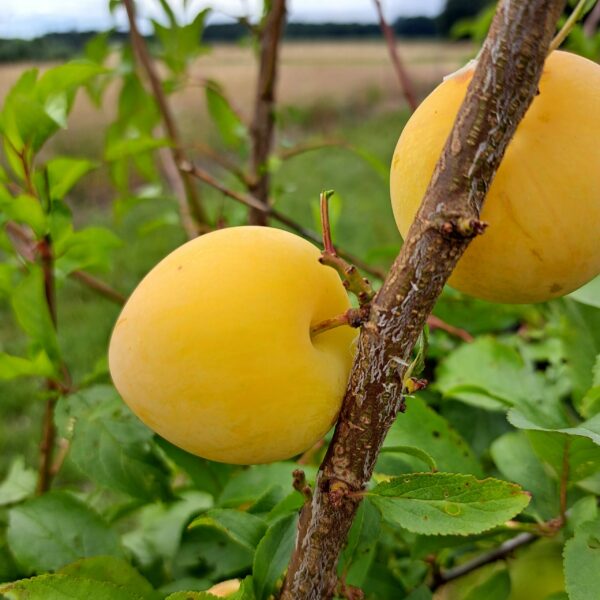 Prunier "Golden Japan"