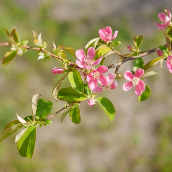 Cognassier de chine/Pseudocydonia sinensis