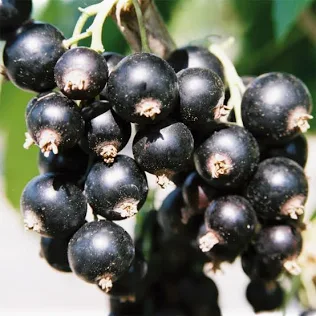 Cassis