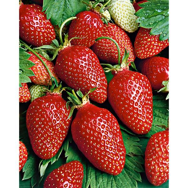 Fraisiers "Ciflorette"
