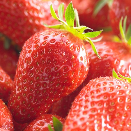 Fraisiers "Gariguette"