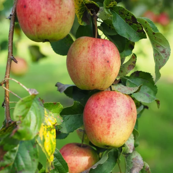 Pommier "Kazakhstan"