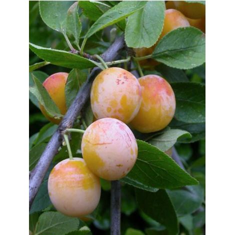 Prunier "Mirabelle de Nancy"