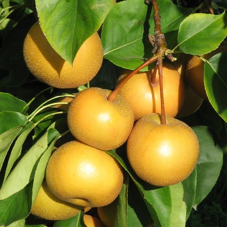 Nashi "Kosui"