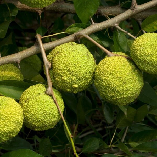 Oranger des osages/Maclura pomifera