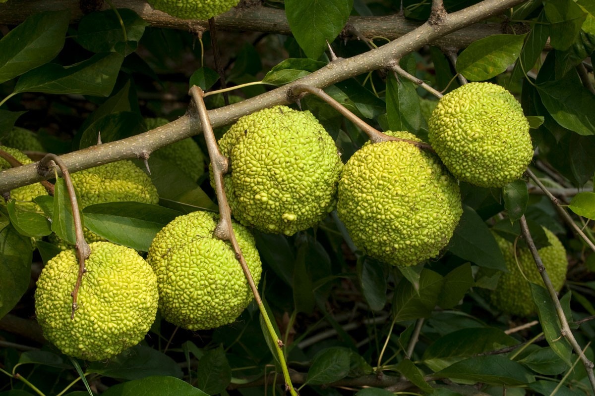 Oranger des osages/Maclura pomifera