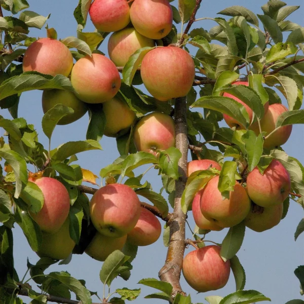 Pommier "Pinova"
