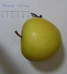 Pommier "Coing"