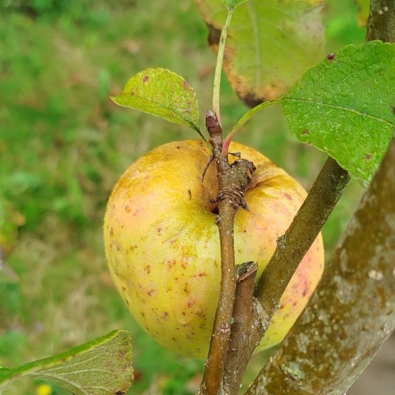 Pommier "Belle fleur"