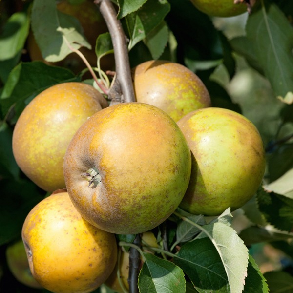 Pommier "Ste Germaine"
