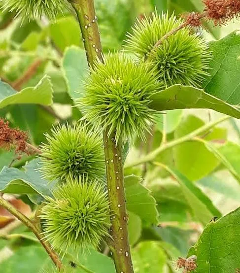 Chataigner de seguin/Castanea seguinii
