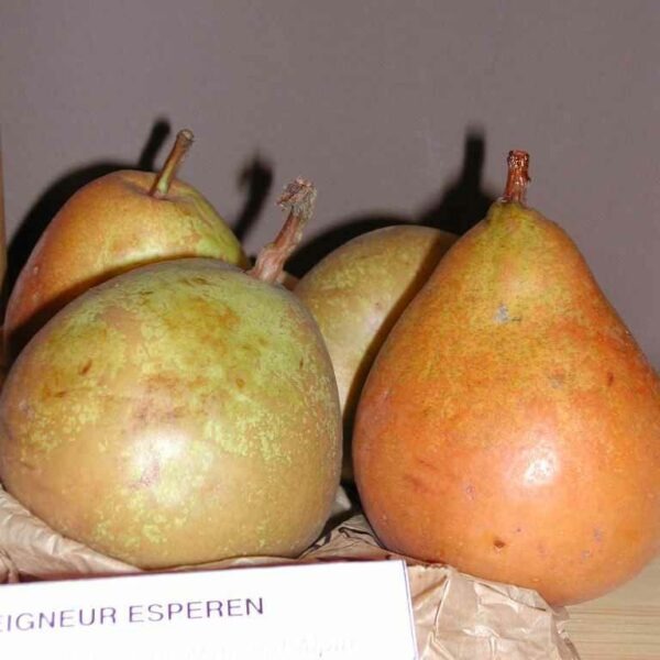 Poirier "Seigneur Esperen"