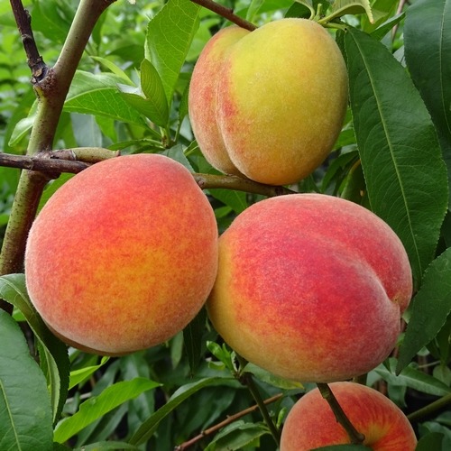 Pêcher "Wassenberger"